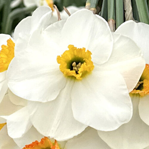Fam. Flower Farm Bloembol - Lancaster Fam. Flower Farm Bloembol - Lancaster