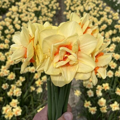 Fam. Flower Farm Bloembol - Innovator Fam. Flower Farm Bloembol - Innovator