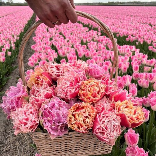 Fam. Flower Farm Bloembol - Pastel Mix Fam. Flower Farm Bloembol - Pastel Mix