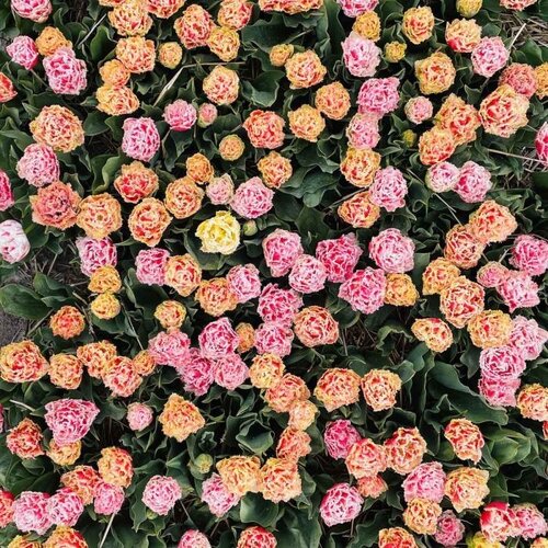 Fam. Flower Farm Fam. Flower Farm - Bloembol - Pastel Mix Fam. Flower Farm Fam. Flower Farm - Bloembol - Pastel Mix