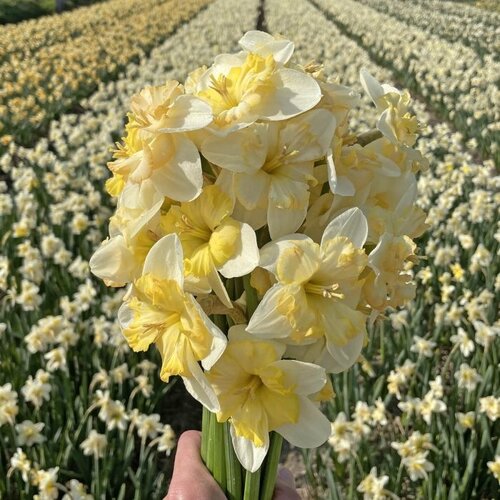 Fam. Flower Farm Bloembol - Changing Colors Fam. Flower Farm Bloembol - Changing Colors