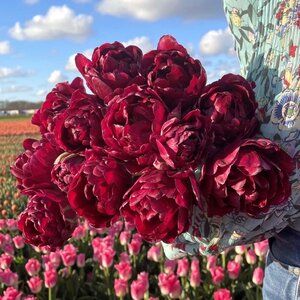 Fam. Flower Farm Tulp - Jinan