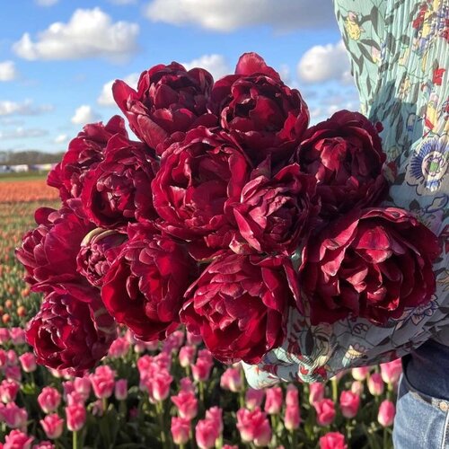 Fam. Flower Farm Bloembol - Jinan Fam. Flower Farm Bloembol - Jinan
