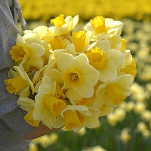Fam. Flower Farm Narcis - Yellow Salome