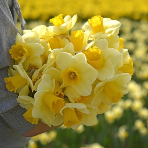 Fam. Flower Farm Bloembol - Yellow Salome Fam. Flower Farm Bloembol - Yellow Salome