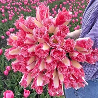 Tulp - Sweet Simone