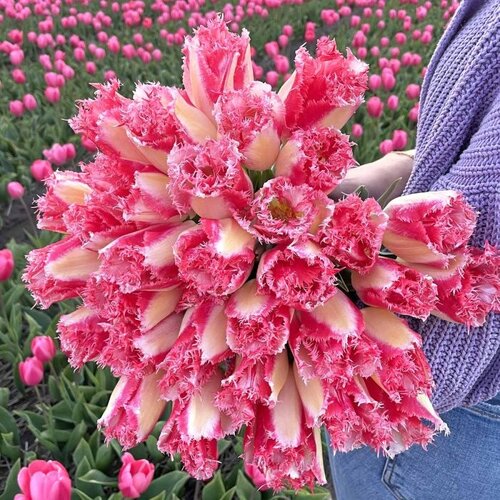 Fam. Flower Farm Bloembol - Sweet Simone Fam. Flower Farm Bloembol - Sweet Simone