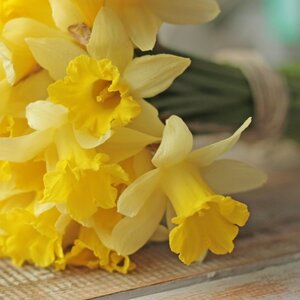Fam. Flower Farm Narcis - Topolino
