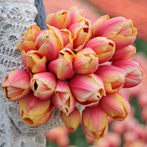 Fam. Flower Farm Bloembol - Marit Fam. Flower Farm Bloembol - Marit