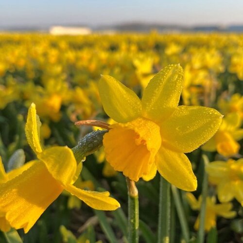 Fam. Flower Farm Bloembol - Tete a Tete Fam. Flower Farm Bloembol - Tete a Tete