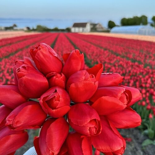 Fam. Flower Farm Bloembol - Alcatraz Fam. Flower Farm Bloembol - Alcatraz