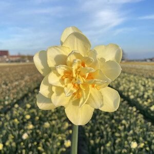 Fam. Flower Farm Narcis - Manly