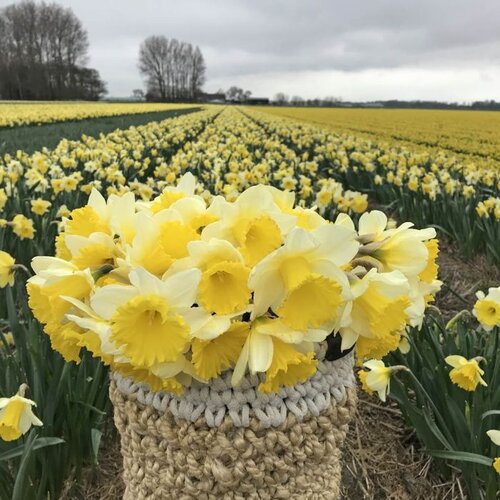 Fam. Flower Farm Fam. Flower Farm - Bloembol - Holland Sensation