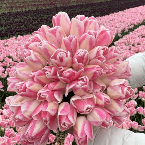Fam. Flower Farm Bloembol - Serine Fam. Flower Farm Bloembol - Serine