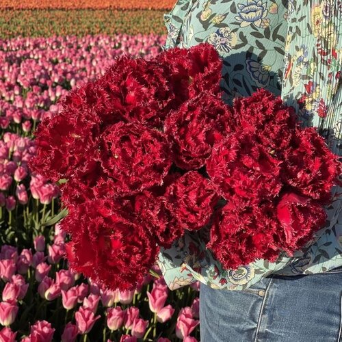 Fam. Flower Farm Bloembol - Qatar Fam. Flower Farm Bloembol - Qatar