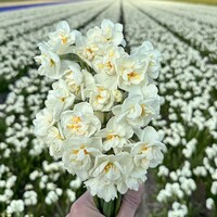 Narcis - Bridal Crown