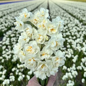 Fam. Flower Farm Narcis - Bridal Crown