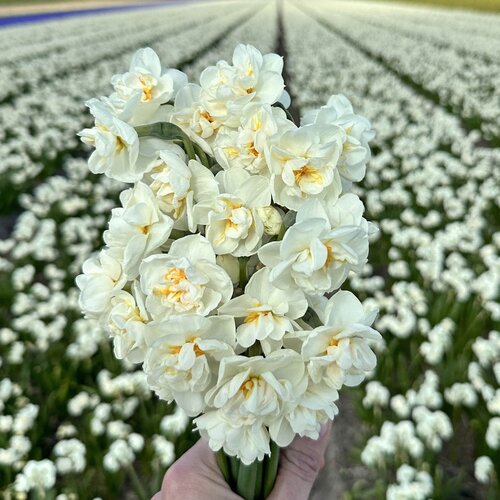 Fam. Flower Farm Bloembol - Bridal Crown Fam. Flower Farm Bloembol - Bridal Crown