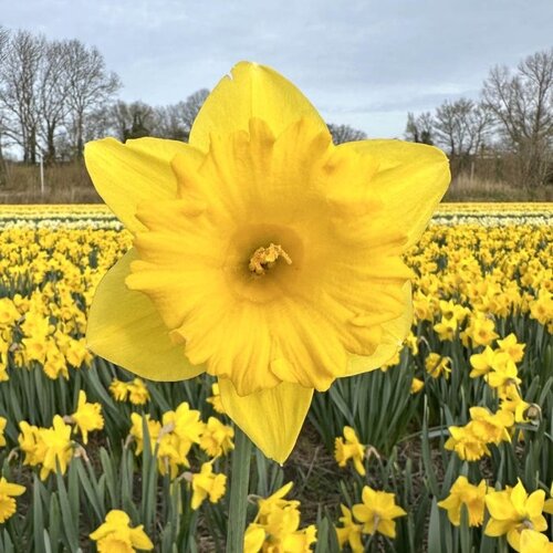 Fam. Flower Farm Bloembol - Ballade Fam. Flower Farm Bloembol - Ballade