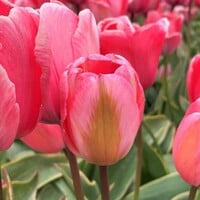Tulp - Design Impression