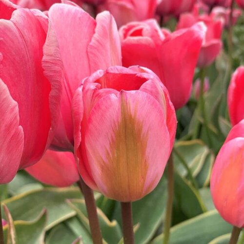 Fam. Flower Farm Tulp - Design Impression Fam. Flower Farm Tulp - Design Impression