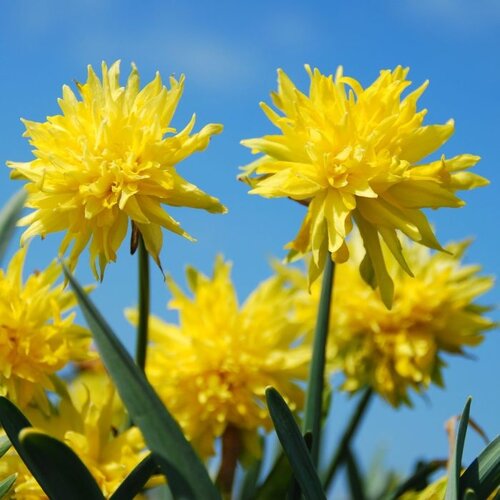 Fam. Flower Farm Bloembol - Rip van Winkle Fam. Flower Farm Bloembol - Rip van Winkle