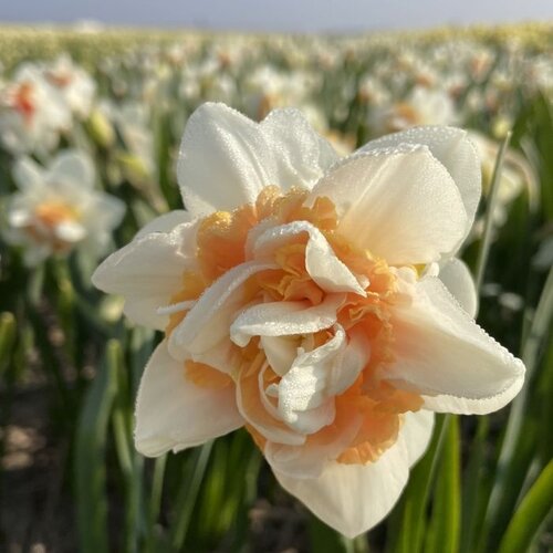 Fam. Flower Farm Bloembol - Pink Paradise Fam. Flower Farm Bloembol - Pink Paradise