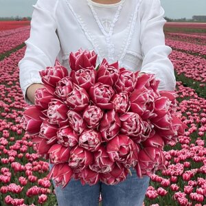 Fam. Flower Farm Tulp - Columbus