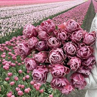 Tulp - Beachberry