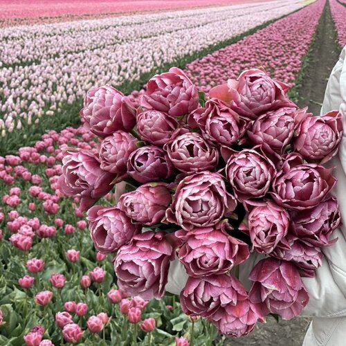 Fam. Flower Farm Bloembol - Beachberry Fam. Flower Farm Bloembol - Beachberry