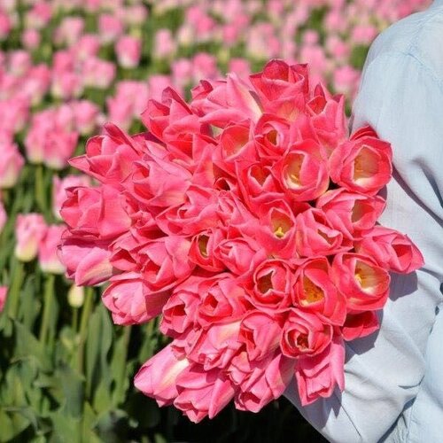 Fam. Flower Farm Bloembol - Dynasty Fam. Flower Farm Bloembol - Dynasty