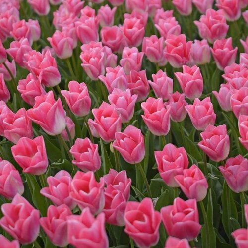 Fam. Flower Farm Fam. Flower Farm - Bloembol - Dynasty Fam. Flower Farm Fam. Flower Farm - Bloembol - Dynasty