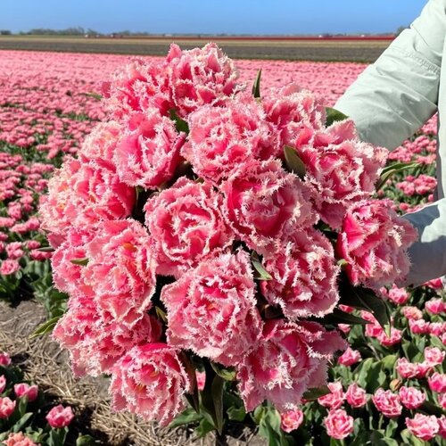 Fam. Flower Farm Bloembol - Queensland Fam. Flower Farm Bloembol - Queensland