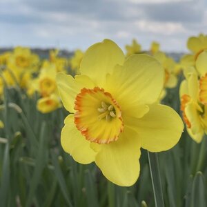 Fam. Flower Farm Narcis - Pacific Rim