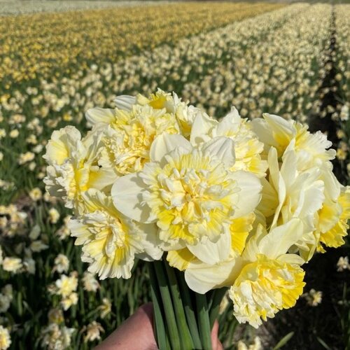 Fam. Flower Farm Bloembol - Ice King Fam. Flower Farm Bloembol - Ice King