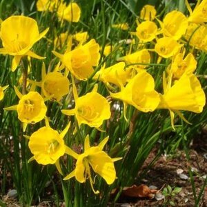 Fam. Flower Farm Narcis - Golden Bells