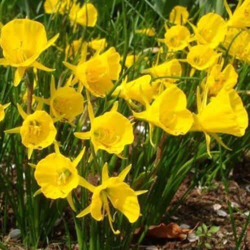 Fam. Flower Farm Bloembol - Golden Bells Fam. Flower Farm Bloembol - Golden Bells