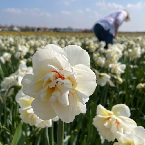 Fam. Flower Farm Bloembol - Acropolis Fam. Flower Farm Bloembol - Acropolis
