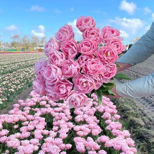 Fam. Flower Farm Bloembol - Mariage Fam. Flower Farm Bloembol - Mariage