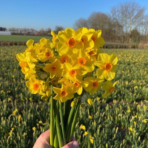 Fam. Flower Farm Bloembol - Martinette Fam. Flower Farm Bloembol - Martinette