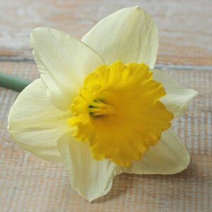 Fam. Flower Farm Narcis - Las Vegas