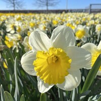 Narcis - Stadium