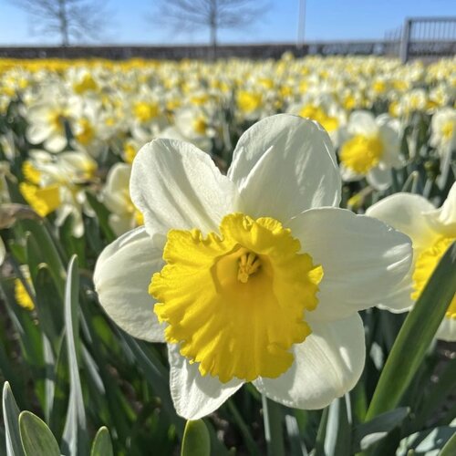 Fam. Flower Farm Bloembol - Stadium Fam. Flower Farm Bloembol - Stadium