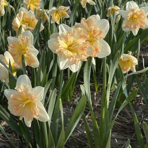 Fam. Flower Farm Bloembol - Edinburgh Fam. Flower Farm Bloembol - Edinburgh