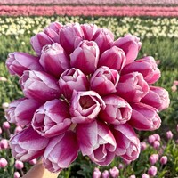 Tulp - Argos