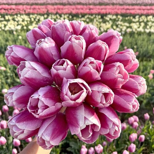 Fam. Flower Farm Bloembol - Argos Fam. Flower Farm Bloembol - Argos