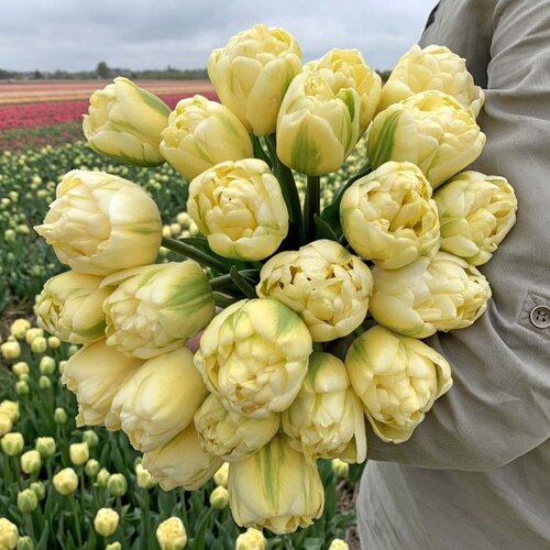 Fam. Flower Farm Bloembol - Yukon Fam. Flower Farm Bloembol - Yukon