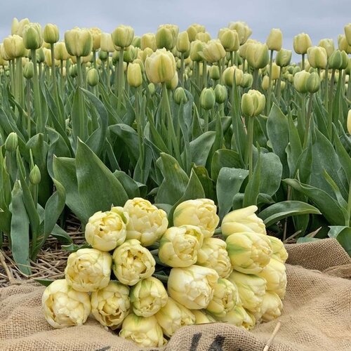 Fam. Flower Farm Fam. Flower Farm - Bloembol - Yukon Fam. Flower Farm Fam. Flower Farm - Bloembol - Yukon