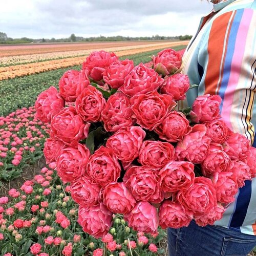Fam. Flower Farm Bloembol - Taiwan Fam. Flower Farm Bloembol - Taiwan