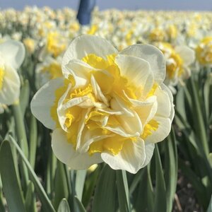 Fam. Flower Farm Narcis - Westward